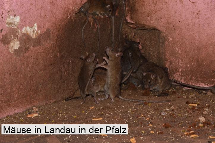 Mäuse in Landau in der Pfalz